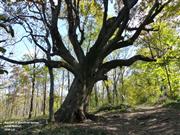 BurOak_Credit Karen Roussel_PDM 1.0.jpg